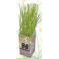 Sprout Tyme Wheatgrass Grow Kit
